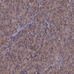 Glutathione Synthetase Antibody, Novus Biologicals 0.1mL; Unlabeled:Antibodies,
