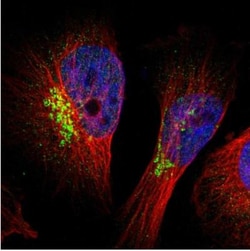 GlyT1/SLC6A9 Antibody, Novus Biologicals:Antibodies:Primary Antibodies