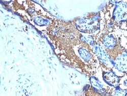 Glycophorin A Antibody (SPM599), Novus Biologicals 0.2mg; Unlabeled:Antibodies,