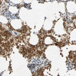 Glycophorin C Antibody, Novus Biologicals 0.1mL; Unlabeled:Antibodies,