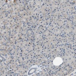 Glycophorin C Antibody, Novus Biologicals 0.1mL; Unlabeled:Antibodies,