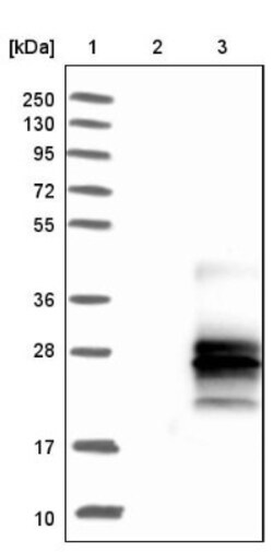 Glycophorin C Antibody, Novus Biologicals 0.1mL; Unlabeled:Antibodies,