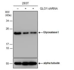 Glyoxalase I Antibody (266), Novus Biologicals 0.1mL; Unlabeled:Antibodies,