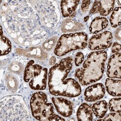 Glypican 4 Antibody, Novus Biologicals 25 &mu;L | Buy Online | Novus Biologicals | Fisher Scientific