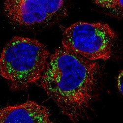 Glypican 6 Antibody, Novus Biologicals 0.1mL; Unlabeled:Antibodies, Polyclonal