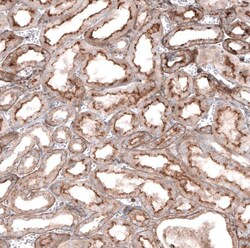 Glypican 6 Antibody, Novus Biologicals 0.1mL; Unlabeled:Antibodies, Polyclonal