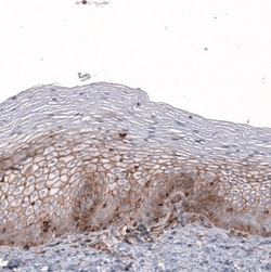 Glypican 6 Antibody, Novus Biologicals 0.1mL; Unlabeled:Antibodies, Polyclonal