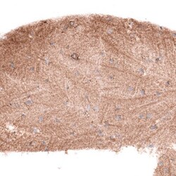 Glypican 6 Antibody, Novus Biologicals 0.1mL; Unlabeled:Antibodies, Polyclonal