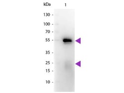 Goat F(ab) anti-Rabbit IgG (H+L) Secondary Antibody, HRP, Novus Biologicals&trade;