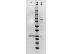 Goat F(ab) anti-Rabbit IgG (H+L) Secondary Antibody, Novus Biologicals
