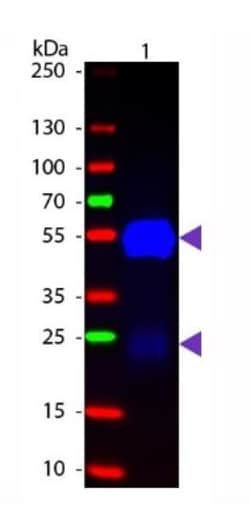 Goat F(ab) anti-Rabbit IgG (H+L) Secondary Antibody, Novus Biologicals