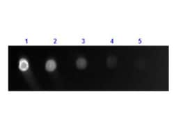 Goat anti-Canine IgG (H+L) Secondary Antibody, Novus Biologicals™