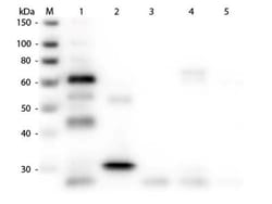 Goat anti-Chicken IgG (H+L) Secondary Antibody, FITC (Pre-adsorbed), Novus Biologicals™