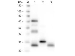 Goat anti-Chicken IgG (H+L) Secondary Antibody, HRP, Novus Biologicals&trade;
