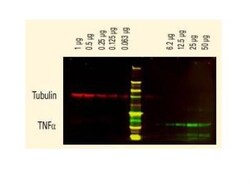 Goat anti-Guinea Pig IgG (H+L) Secondary Antibody, DyLight 800 (Pre-adsorbed), Novus Biologicals 0.1 mg | Buy Online | Novus Biologicals | Fisher Scientific