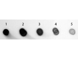Goat anti-Guinea Pig IgG (H+L) Secondary Antibody (Pre-adsorbed), Novus