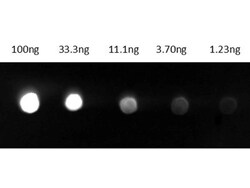 Goat anti-Guinea Pig IgG (H+L) Secondary Antibody (Pre-adsorbed), Novus