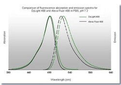 Goat anti-Guinea Pig IgG (H+L) Secondary Antibody (Pre-adsorbed), Novus