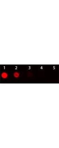Goat anti-Armenian Hamster IgG (H+L) Secondary Antibody, Novus Biologicals
