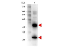 Goat anti-Armenian Hamster IgG (H+L) Secondary Antibody, Novus Biologicals