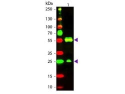 Goat anti-Armenian Hamster IgG (H+L) Secondary Antibody, Novus Biologicals