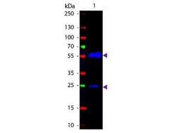 Goat anti-Armenian Hamster IgG (H+L) Secondary Antibody, Novus Biologicals