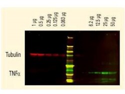 Goat anti-Hamster IgG (H+L) Secondary Antibody, DyLight 680 (Pre-adsorbed),