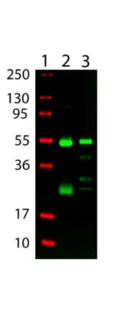 Goat anti-Hamster IgG (H+L) Secondary Antibody, DyLight 800 (Pre-adsorbed), Novus Biologicals&trade;