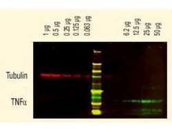 Goat anti-Hamster IgG (H+L) Secondary Antibody, DyLight 800 (Pre-adsorbed), Novus Biologicals 0.1 mg | Buy Online | Novus Biologicals | Fisher Scientific