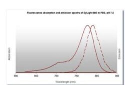 Goat anti-Hamster IgG (H+L) Secondary Antibody (Pre-adsorbed), Novus Biologicals 1 mg | Buy Online | Novus Biologicals | Fisher Scientific
