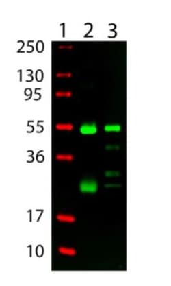 Goat anti-Hamster IgG (H+L) Secondary Antibody (Pre-adsorbed), Novus Biologicals 1 mg | Buy Online | Novus Biologicals | Fisher Scientific