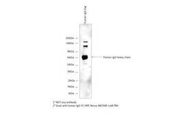 Goat anti-Human IgG Fc Secondary Antibody, Novus Biologicals&trade;