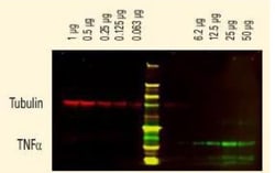 Goat anti-Human IgG (H+L) Secondary Antibody, DyLight 800 (Pre-adsorbed),