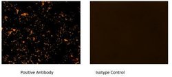 Goat anti-Human IgG (H+L) Secondary Antibody, Novus Biologicals 1mg; Unlabeled:Antibodies,