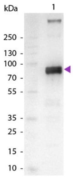 Goat anti-Monkey IgM Heavy Chain Secondary Antibody, Novus Biologicals:Antibodies:Secondary