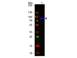 Goat anti-Monkey IgM Heavy Chain Secondary Antibody, Novus Biologicals:Antibodies:Secondary