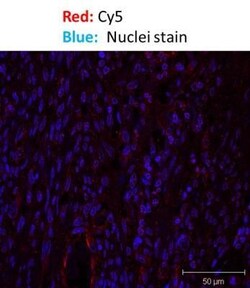 Goat anti-Mouse IgG F(ab')2 Secondary Antibody, Novus Biologicals 1 mg | Buy Online | Novus Biologicals | Fisher Scientific