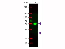Goat anti-Mouse IgG F(ab')2 Secondary Antibody, Novus Biologicals 1 mg | Buy Online | Novus Biologicals | Fisher Scientific