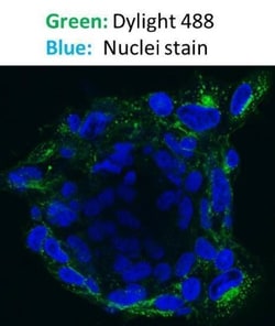 Goat anti-Mouse IgG (H+L) Secondary Antibody, DyLight 488 (Pre-adsorbed),