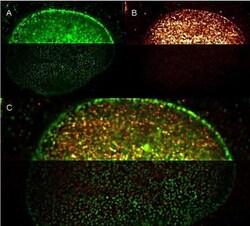 Goat anti-Mouse IgG (H+L) Secondary Antibody, DyLight 488 (Pre-adsorbed),
