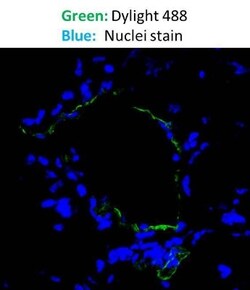 Goat anti-Mouse IgG (H+L) Secondary Antibody, DyLight 488 (Pre-adsorbed),