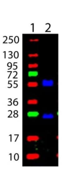 Goat anti-Mouse IgG (H+L) Secondary Antibody, DyLight 488 (Pre-adsorbed),