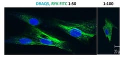 Goat anti-Mouse IgG (H+L) Secondary Antibody, Novus Biologicals 1mg; Unlabeled:Antibodies,