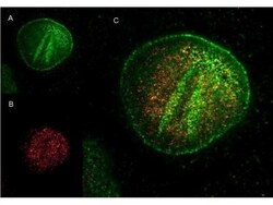 Goat anti-Mouse IgG (H+L) Secondary Antibody (Pre-adsorbed), Novus Biologicals 2 mg | Buy Online | Novus Biologicals | Fisher Scientific