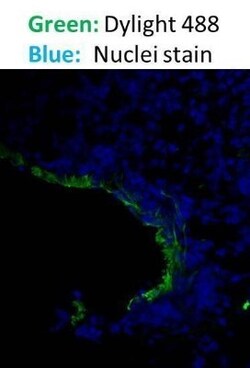 Goat anti-Mouse IgG (H+L) Secondary Antibody (Pre-adsorbed), Novus Biologicals 2 mg | Buy Online | Novus Biologicals | Fisher Scientific