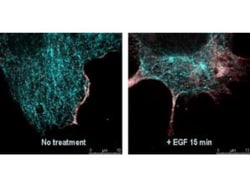 Goat anti-Rabbit IgG (H+L) Secondary Antibody, DyLight 488, Novus Biologicals