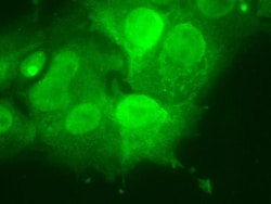 Goat anti-Rabbit IgG (H+L) Secondary Antibody, DyLight 488 (Pre-adsorbed),