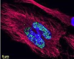 Goat anti-Rabbit IgG (H+L) Secondary Antibody, DyLight 488 (Pre-adsorbed),