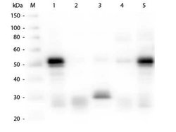Goat anti-Rabbit IgG (H+L) Secondary Antibody, FITC (Pre-adsorbed), Novus