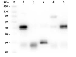 Goat anti-Rabbit IgG (H+L) Secondary Antibody, Rhodamine (Pre-adsorbed),